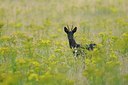 BUITEN BEELD Foto: 186729