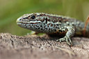 BUITEN BEELD Foto: 186755
