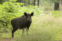 BUITEN BEELD Foto: 186770