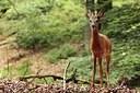 BUITEN BEELD Foto: 186773