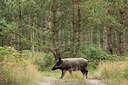 BUITEN BEELD Foto: 186787