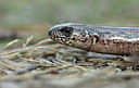 BUITEN BEELD Foto: 186809