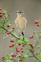 BUITEN BEELD Foto: 186838