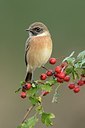 BUITEN BEELD Foto: 186867