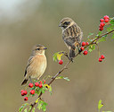 BUITEN BEELD Foto: 186887