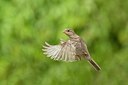 BUITEN BEELD Foto: 186924