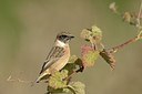 BUITEN BEELD Foto: 186977