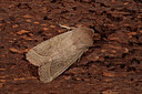 BUITEN BEELD Foto: 186985
