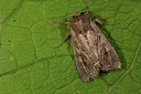 BUITEN BEELD Foto: 187019