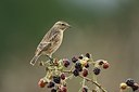 BUITEN BEELD Foto: 187041