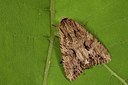 BUITEN BEELD Foto: 187082