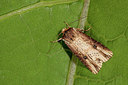 BUITEN BEELD Foto: 187090