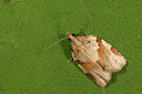 BUITEN BEELD Foto: 187100