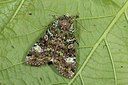 BUITEN BEELD Foto: 187333