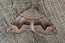 BUITEN BEELD Foto: 187392