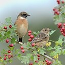 BUITEN BEELD Foto: 187456