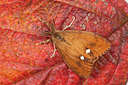 BUITEN BEELD Foto: 187528