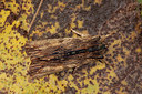 BUITEN BEELD Foto: 187530