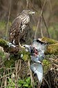 BUITEN BEELD Foto: 187573