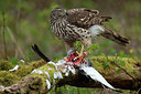 BUITEN BEELD Foto: 187616