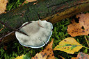 BUITEN BEELD Foto: 187679
