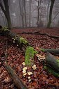 BUITEN BEELD Foto: 187697