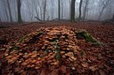 BUITEN BEELD Foto: 187702