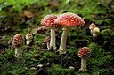 BUITEN BEELD Foto: 187712