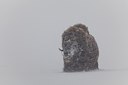 BUITEN BEELD Foto: 187756