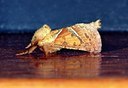 BUITEN BEELD Foto: 187775