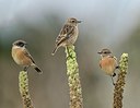 BUITEN BEELD Foto: 187817