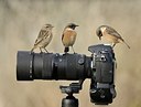 BUITEN BEELD Foto: 187830