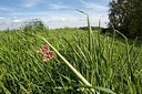 BUITEN BEELD Foto: 187837