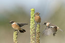 BUITEN BEELD Foto: 187861