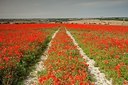 BUITEN BEELD Foto: 187888