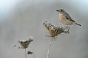 BUITEN BEELD Foto: 187936