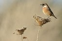 BUITEN BEELD Foto: 187943