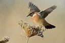 BUITEN BEELD Foto: 187945