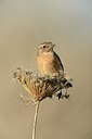 BUITEN BEELD Foto: 187947