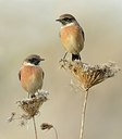 BUITEN BEELD Foto: 187965