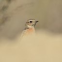 BUITEN BEELD Foto: 187971