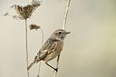 BUITEN BEELD Foto: 187972