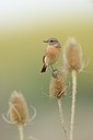 BUITEN BEELD Foto: 188154