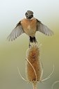 BUITEN BEELD Foto: 188156
