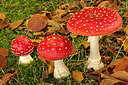 BUITEN BEELD Foto: 188262