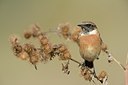 BUITEN BEELD Foto: 188297