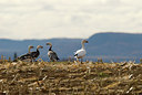 BUITEN BEELD Foto: 188324