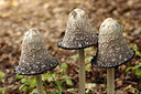BUITEN BEELD Foto: 188621