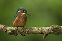 BUITEN BEELD Foto: 188778