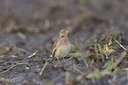 BUITEN BEELD Foto: 18105